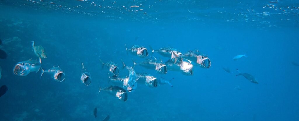 A beginner’s guide to sea bream cages