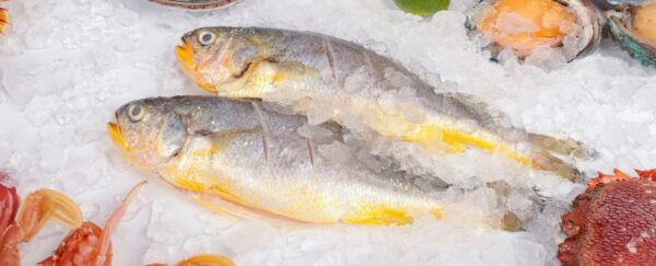 Fillets