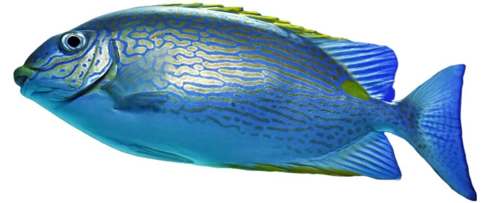 Tilapia fillets