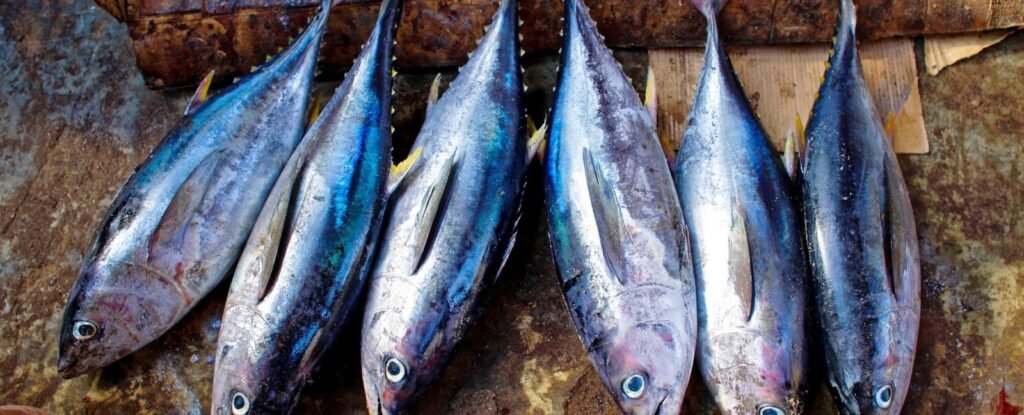 A beginner’s guide to seafood at home