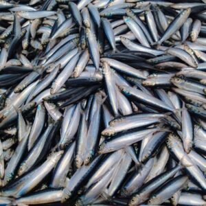 Whole fresh Sardines