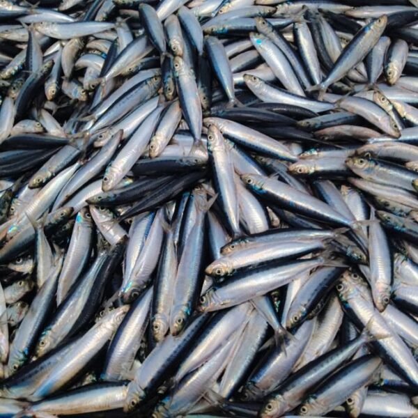 Mackerel family box