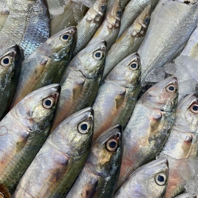 Tilapia fillets