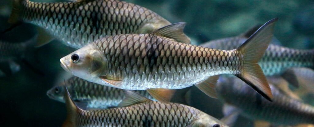 A beginner’s guide to fish feed