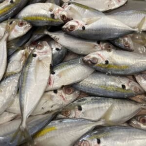 Whole fresh Sea bream