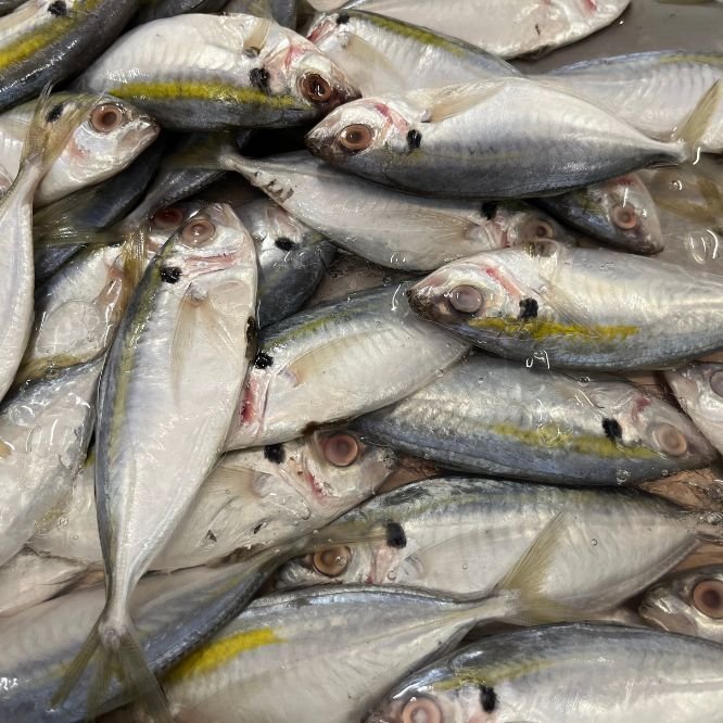 Whole sea bream