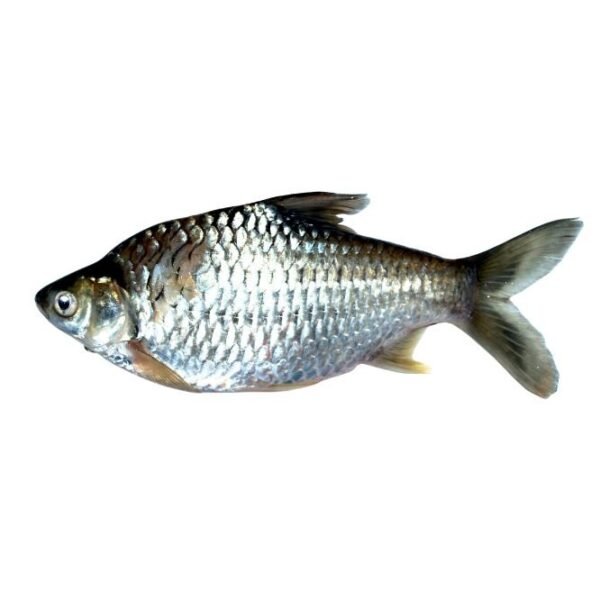 Sea bass family box
