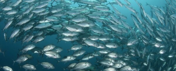 Sardines fillets