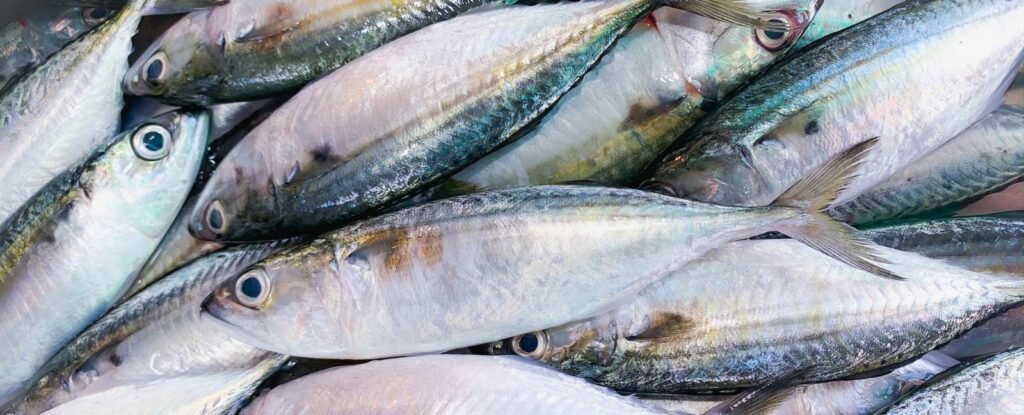 Sea bass fillets